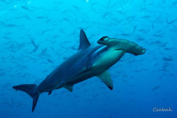 A tökéletes ragadozó cápák - Hiedelmek és valóság (3. rész) | Neptun Dive Center 