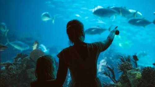 Aquarium Pula | Neptun Dive Center 