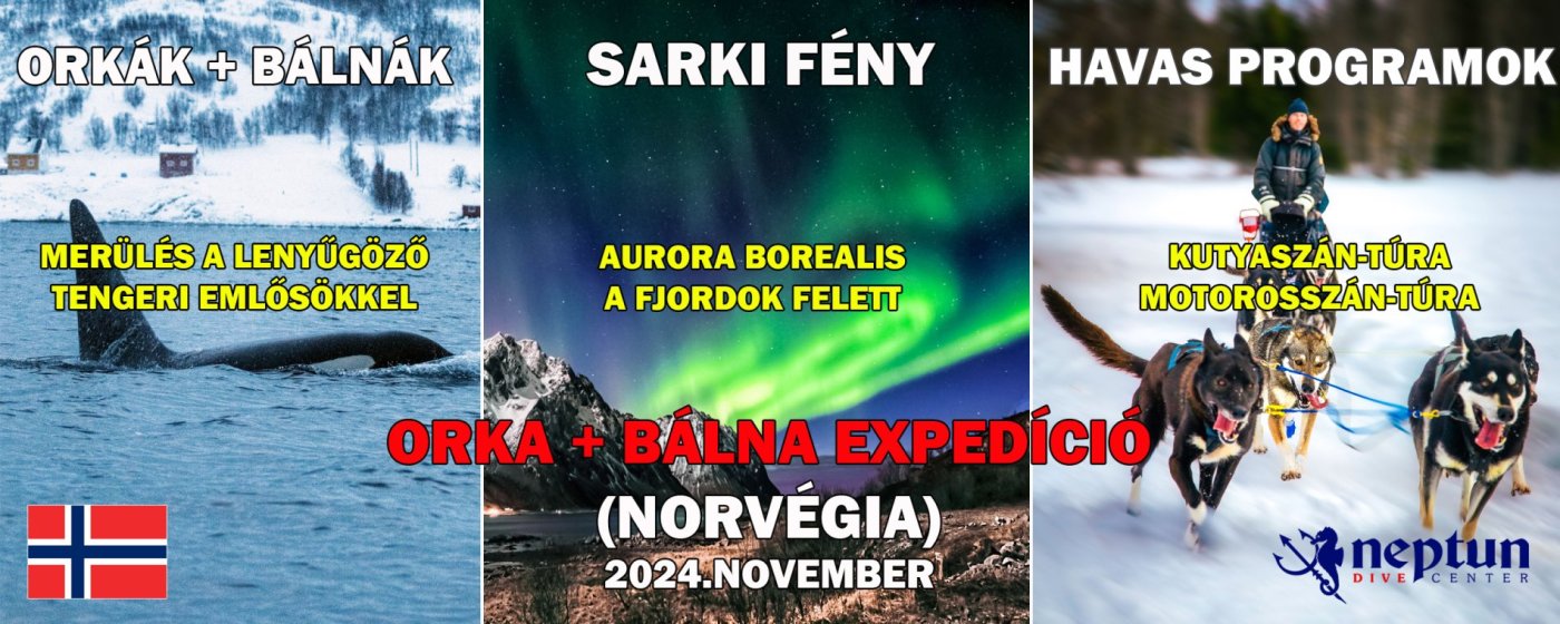 Orka + Bálna expedíció – Norvégia | Neptun Dive Center