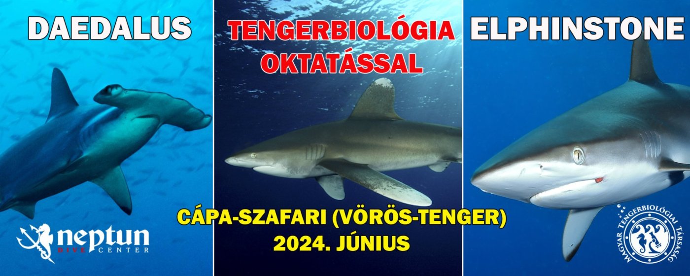 Vörös-tenger: Cápa-szafari | Neptun Dive Center