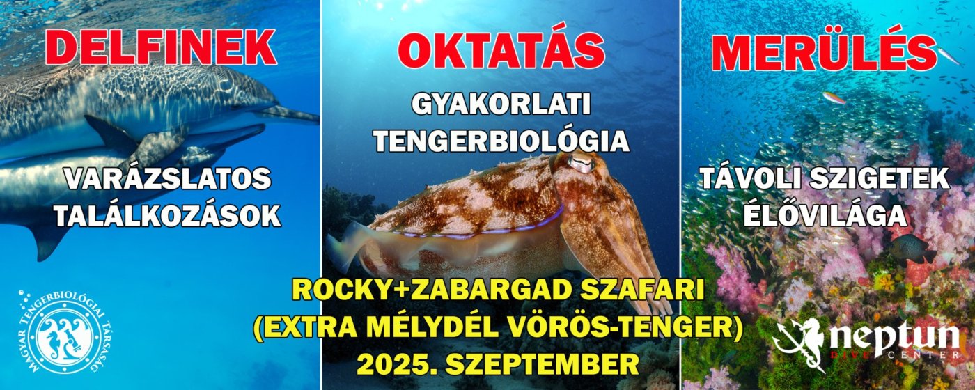 Vörös-tenger: Rocky+Zabargad-szafari | Neptun Dive Center