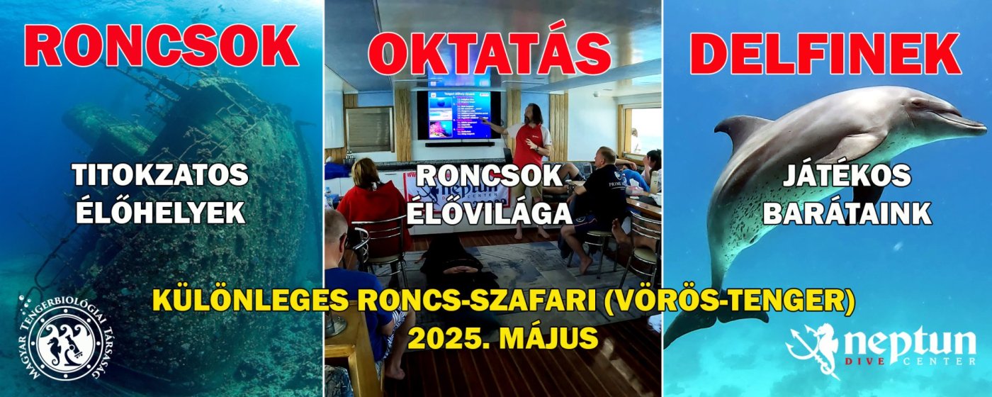Vörös-tenger: Roncs-szafari | Neptun Dive Center