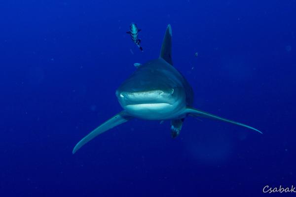 A tökéletes ragadozó cápák - Hiedelmek és valóság (1. rész) | Neptun Dive Center