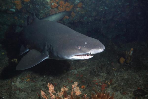 A tökéletes ragadozó cápák - Hiedelmek és valóság (2. rész) | Neptun Dive Center 