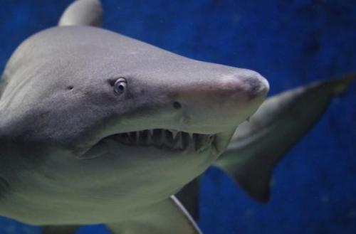 A tökéletes ragadozó cápák - Hiedelmek és valóság (2. rész) | Neptun Dive Center 