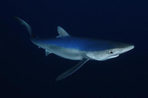 A tökéletes ragadozó cápák - Hiedelmek és valóság (3. rész) | Neptun Dive Center 