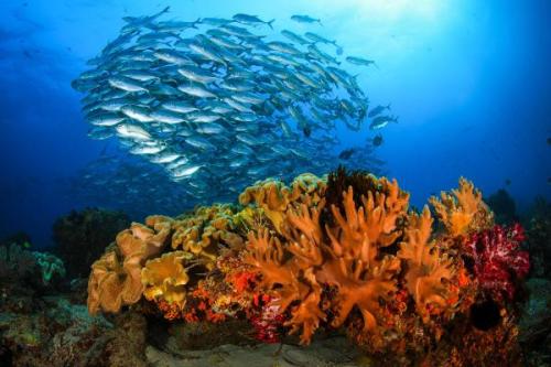 Abu Fandera | Neptun Dive Center 