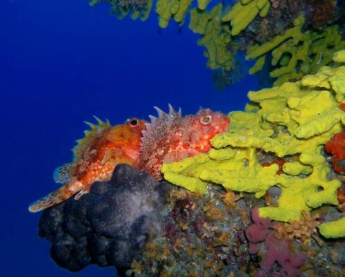 Sziklahalak | Neptun Dive Center 