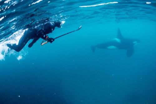 Orka + búvár Norvégia | Neptun Dive Center 