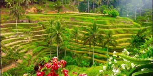Bali rizsterasz | Neptun Dive Center
