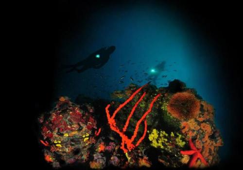 Barlangok, falak | Neptun Dive Center