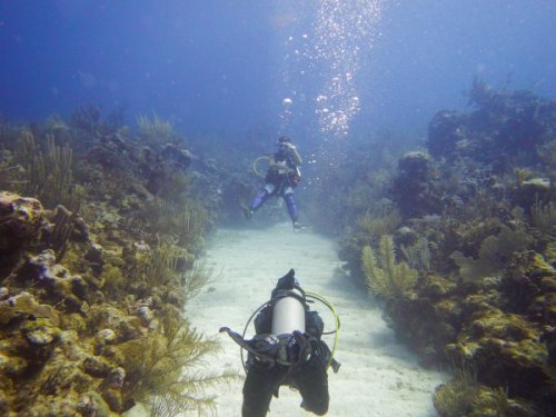Korallzátony | Neptun Dive Center 