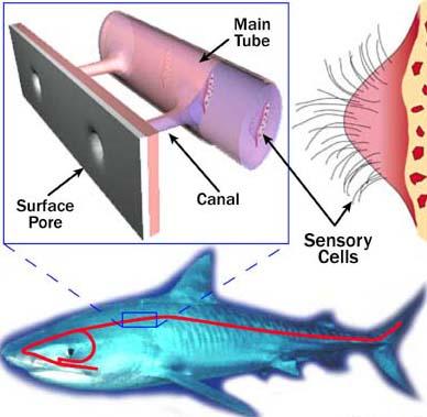 Cápa anatómia | Neptun Dive Center 