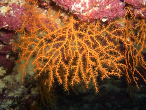 Tengerbiológiai merülések | Neptun Dive Center