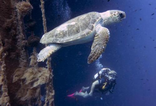 Tengeri teknős Ciprus | Neptun Dive Center 