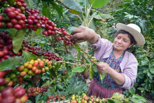 Kávéültetvény (Guatemala) | Neptun Dive Center