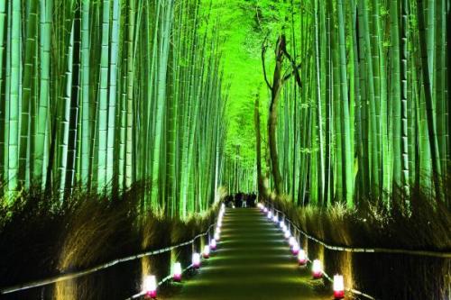 Kioto, Arashiyama bambuszerdő | Neptun Dive Center