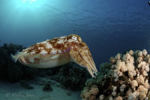 Szépia  | Neptun Dive Center