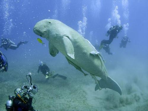 Dugong | Neptun Dive Center