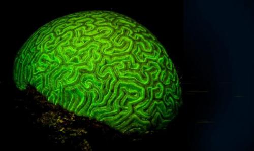 Fluorescens agykorall | Neptun Dive Center 