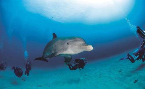 Palackorrú delfin | Neptun Dive Center 