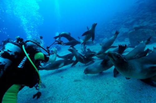 Fókás-merülés (Csendes-óceán – La Paz) | Neptun Dive Center