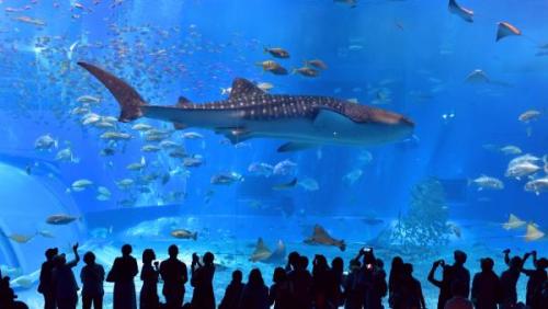 Churaumi Aquarium (Okinawa) | Neptun Dive Center