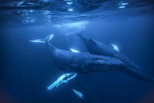 Hosszúszárnyú bálna | Neptun Dive Center 