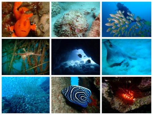 Ishigaki diving | Neptun Dive Center
