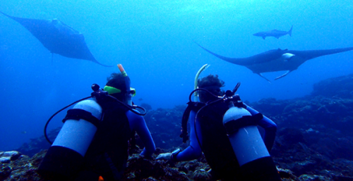 Ishigaki diving | Neptun Dive Center