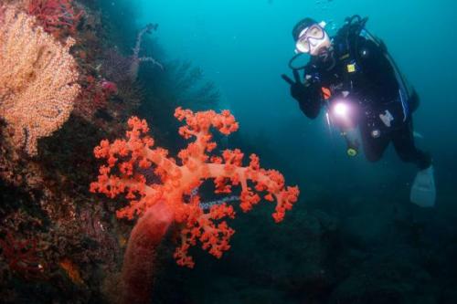 Jeju merülés | Neptun Dive Center 
