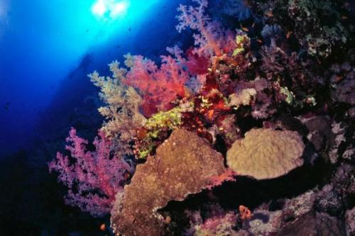 Korallszirtek | Neptun Dive Center