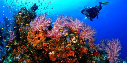Korallzátonyok (Belize) | Neptun Dive Center