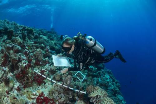 Kutatás | Neptun Dive Center