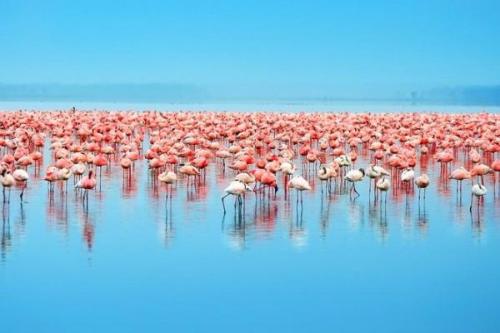 Mangrove erdők és flamingók, Celestun | Neptun Dive Center