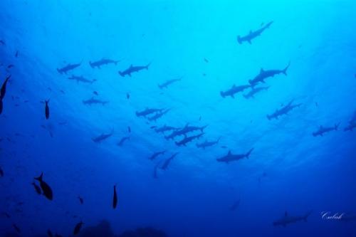 Mennyire jó a cápák látása? | Neptun Dive Center 