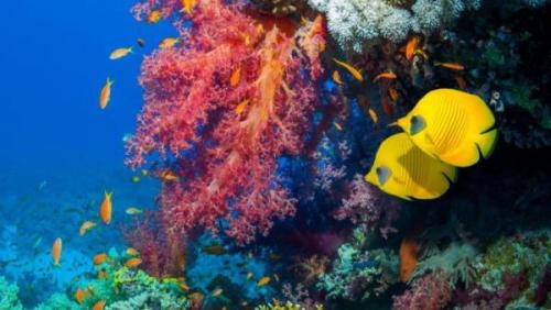 Pillangóhalak Vörös-tenger  | Neptun Dive Center