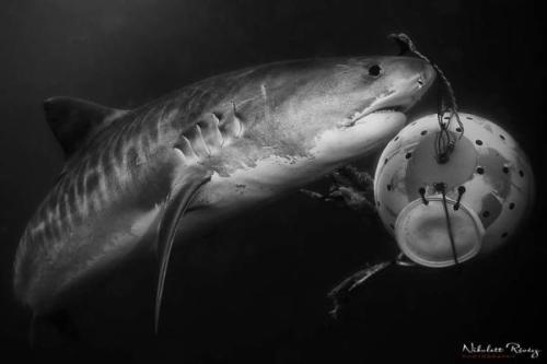 Mit érzékel a cápák oldalvonalszerve? | Neptun Dive Center 