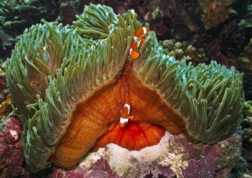  Bohóchal lakta tengeri rózsa | Neptun Dive Center