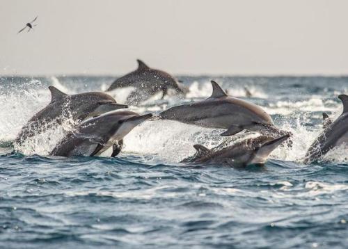 Delfinek | Neptun Dive Center 