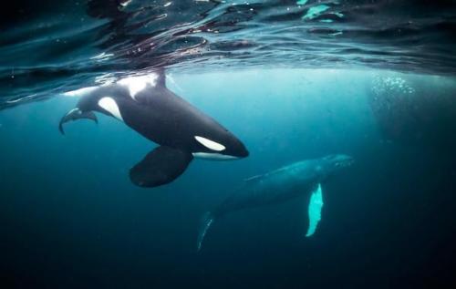 Orka + hosszúszárnyú bálna  | Neptun Dive Center