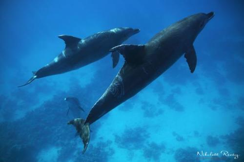 Palackorrú delfin | Neptun Dive Center 