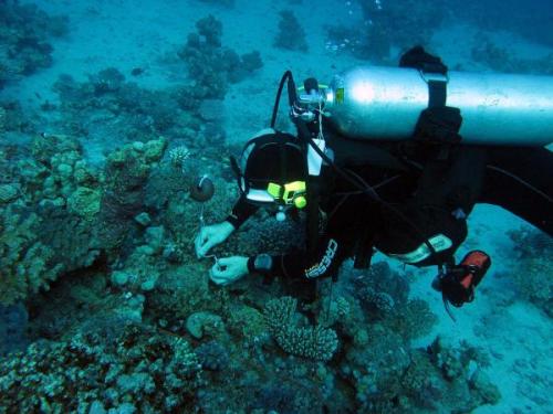 Scientific Dive | Neptun Dive Center