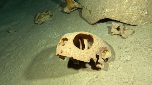 Turtle Tomb Cave | Neptun Dive Center 