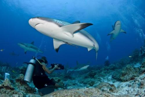 Szirticápa Maldív | Neptun Dive Center