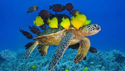 Sri Lanka tengeri teknős | Neptun Dive Center 