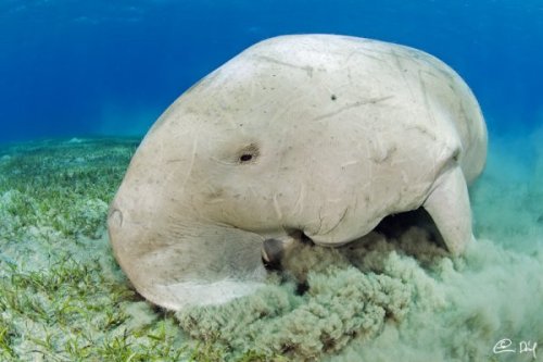 Dugong | Neptun Dive Center