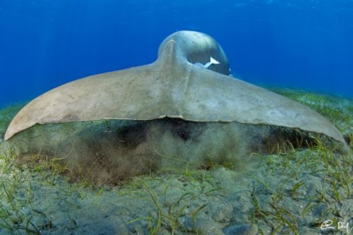 Dugong | Neptun Dive Center