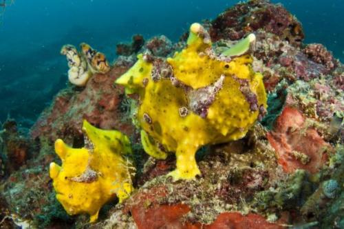 Békahalak Sipadan | Neptun Dive Center 