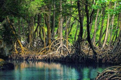 Mangrove erdei motorcsónakos túra | Neptun Dive Center
